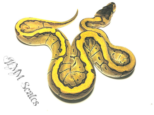Ball Pythons - Reptiles