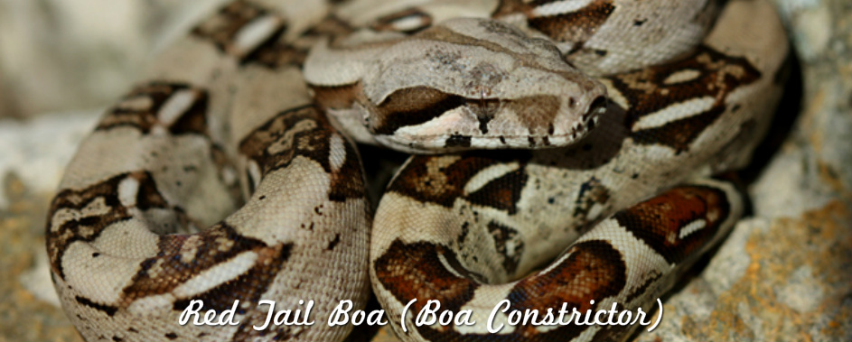 Red Tail Boas Reptiles,What Is Mutton Paya